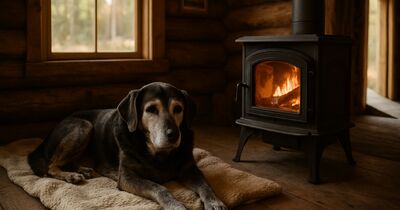 Aging pets off-grid: adapting care as your dog or cat gets old