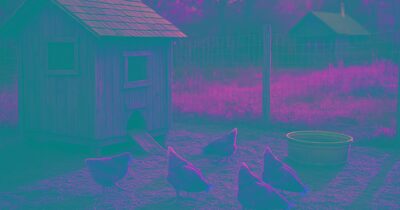 Choosing the right first livestock for an off-grid homestead