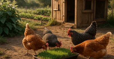 Feeding a small flock off-grid: eggs and meat without buying feed hauls