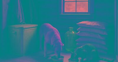 Feeding and watering pets off-grid when the pet store is an hour away