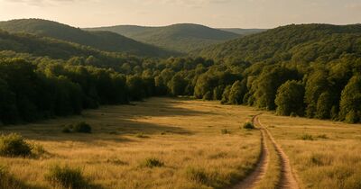 Mineral, timber, and surface rights: what you're really buying with raw land
