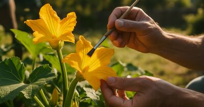 Pollinating by Hand: Getting Fruit When Bees Don't Show